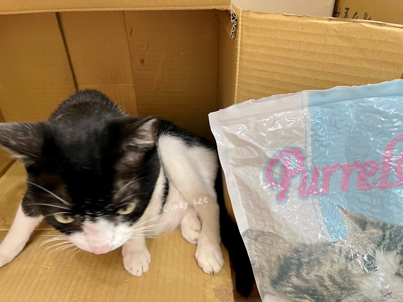 女人知己試用大隊,口碑行銷,部落客行銷,PurreLand 倍淨豆腐貓砂,好市多購買,COSTCO購買,豆腐貓砂,PurreLand倍淨,低粉塵,易清理,可沖馬桶,提供絕佳的除臭與凝結力,豆腐貓砂評價,貓砂評價,使用心得,貓砂分享,好用,原味,綠茶,豆腐砂,水量需完全覆蓋貓砂,水量需貓砂的2~3倍以上,豆腐砂評價,高CP值,划算